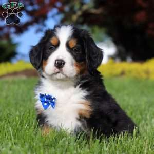 Zeke, Bernese Mountain Dog Puppy